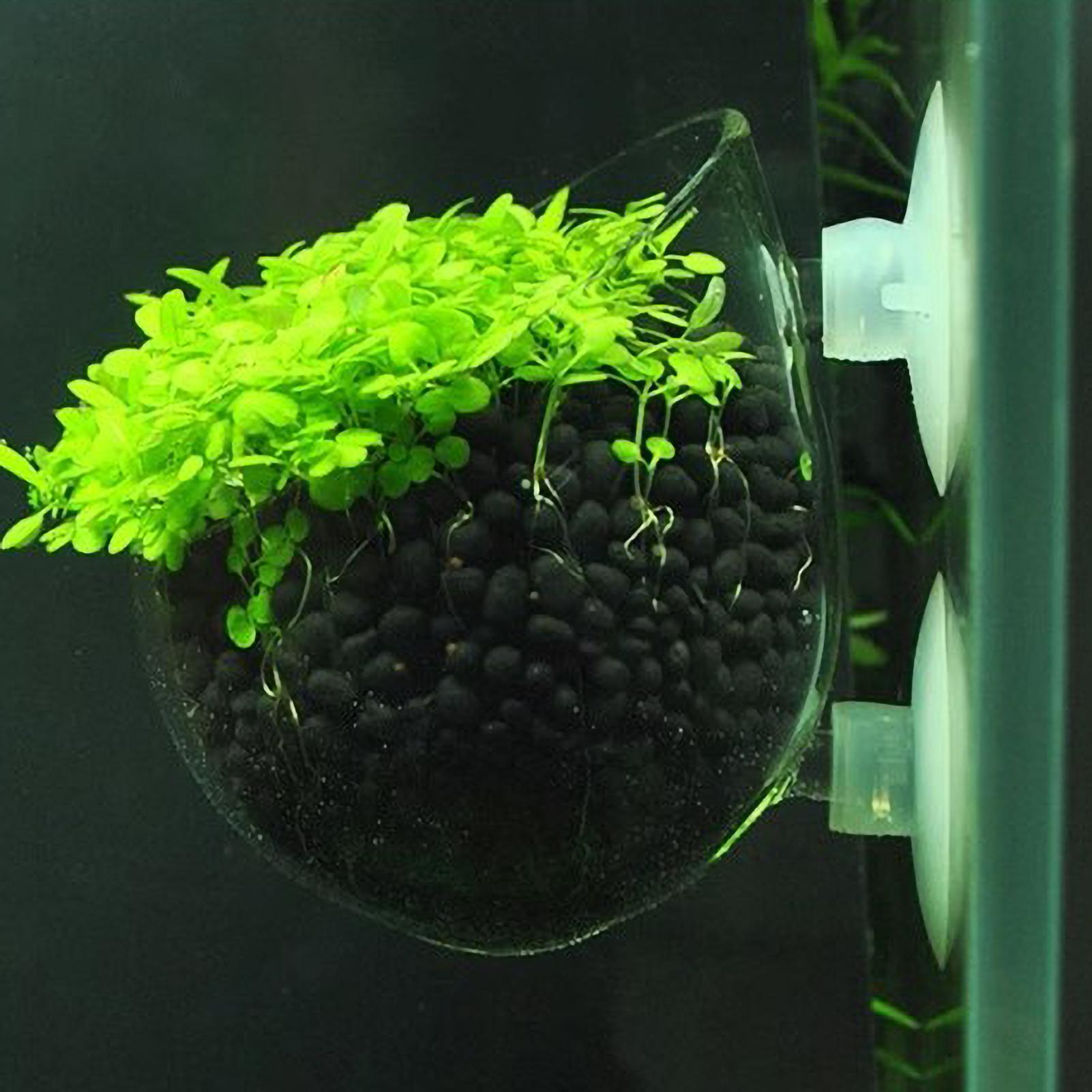 Aquarium Plants Live - Держатель для аквариумных растений, стеклянный горшок