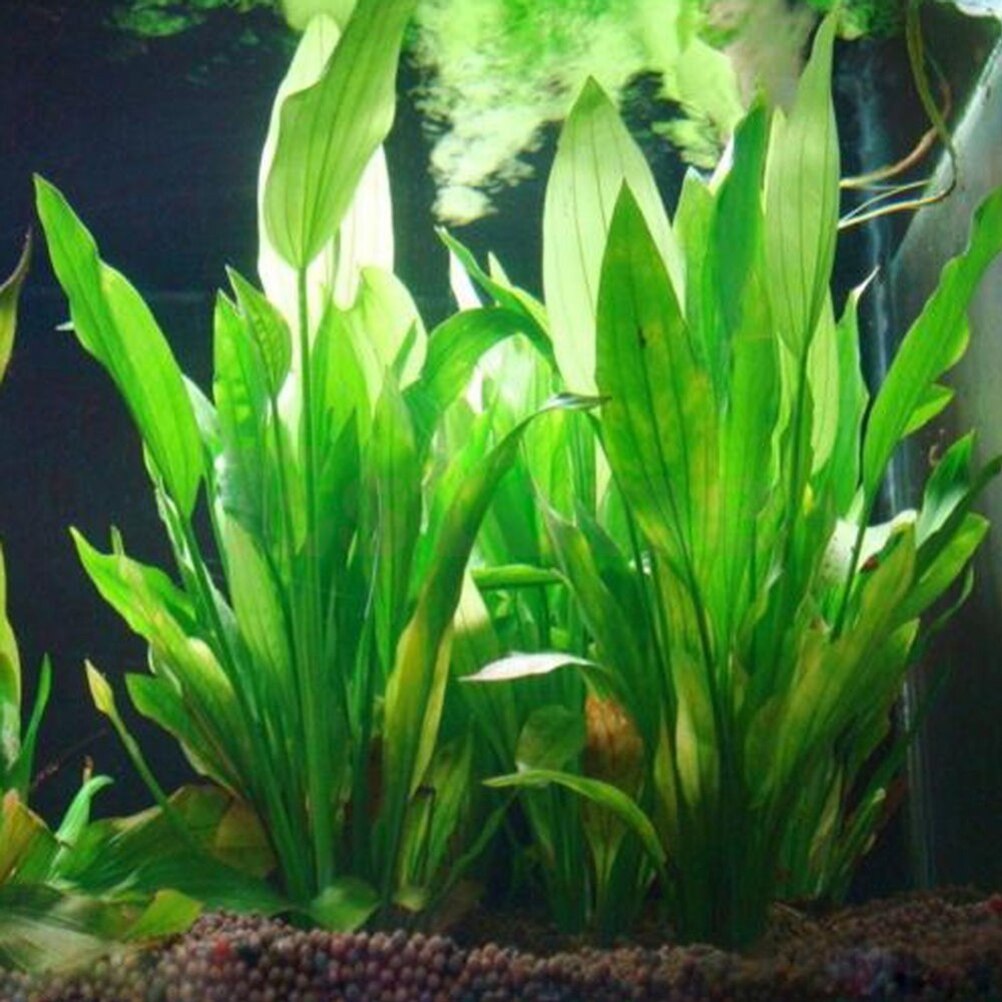 Live Plant Aquarium - 15 см искусственный декор для аквариума