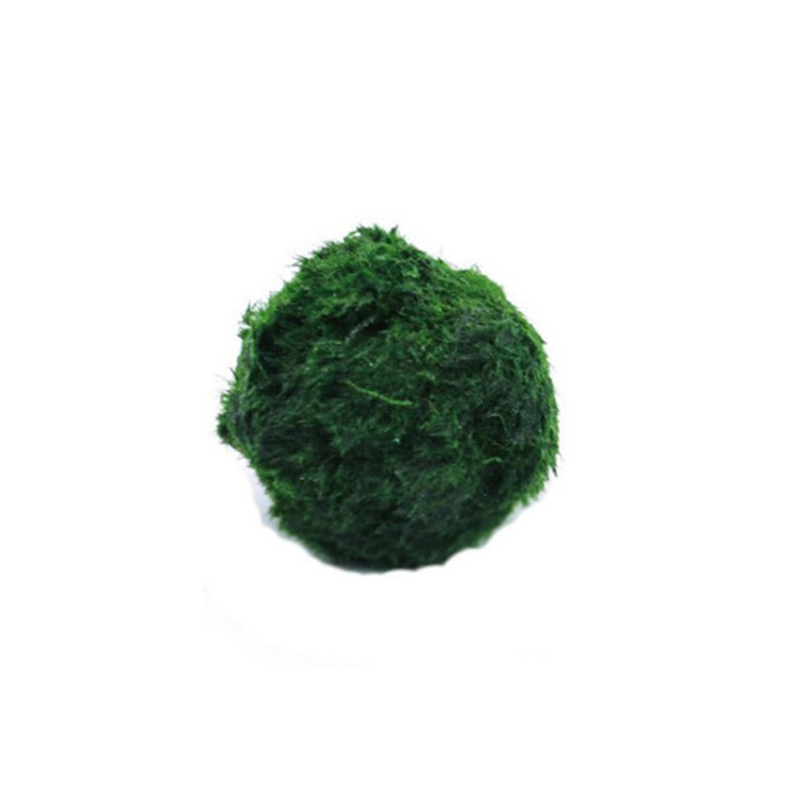 Шарики из мха Marimo, живое ак – обзор и цена Live Plant Aquarium