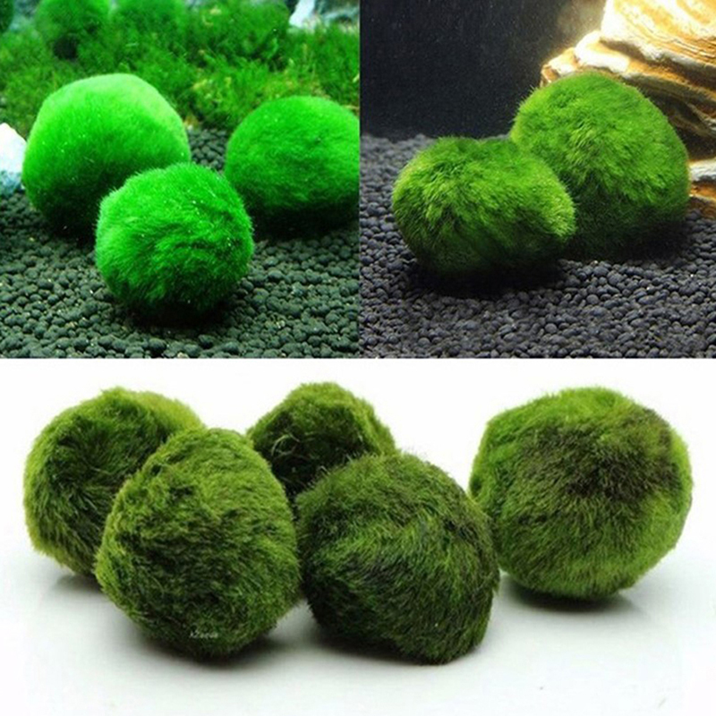 Шарики из мха Marimo, живое ак – обзор и цена Live Plant Aquarium