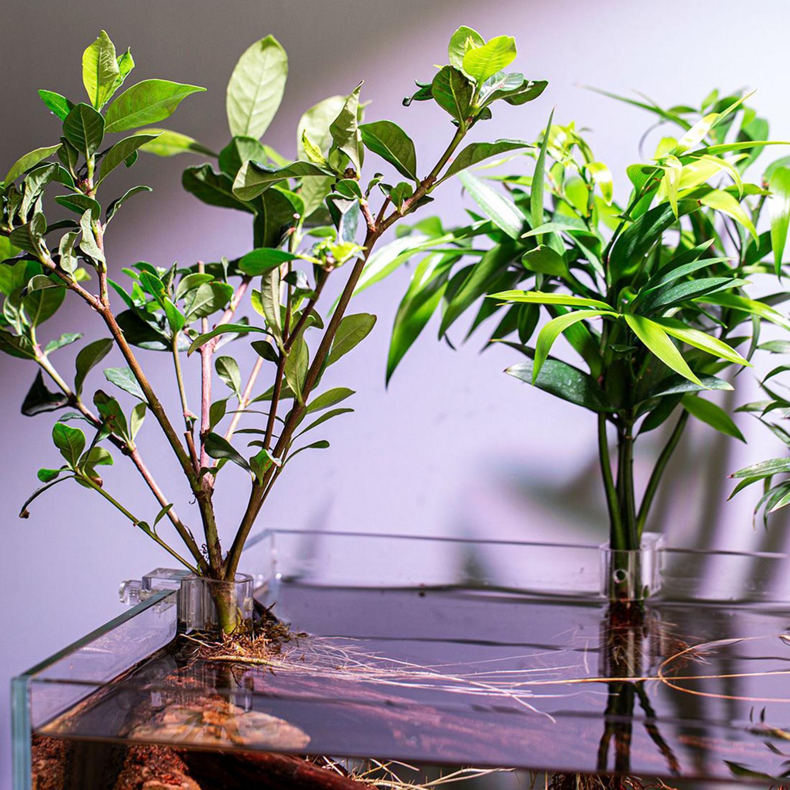 Набор из 6 прозрачных подставо – обзор и цена Aquarium Plants Live