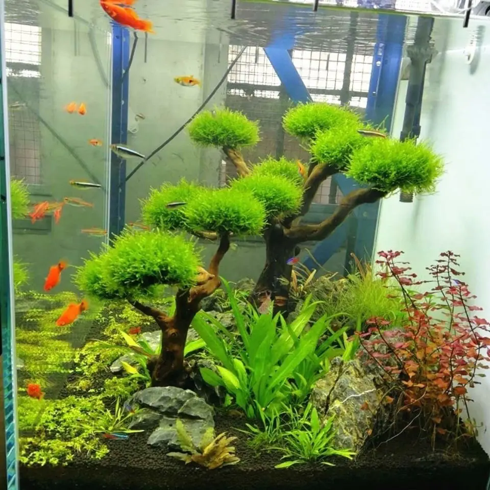 Аквариум коряги ландшафтный ди – обзор и цена Aquarium Plant Substrate