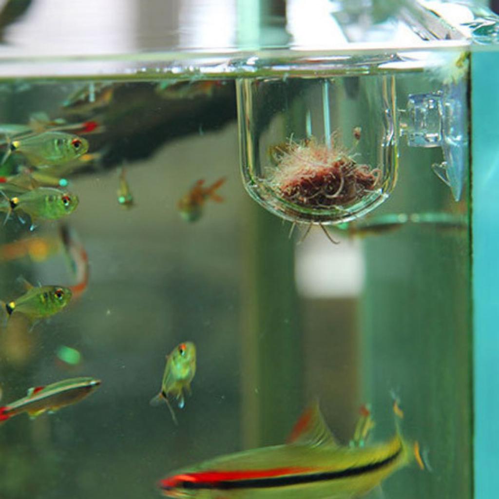 Стеклянная корзина для кормлен – обзор и цена Aquarium Plants Live